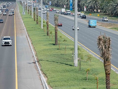 494 palms planted, total length of 5,300 square metres, and a total area of more than 31,800 square metres were redeveloped.