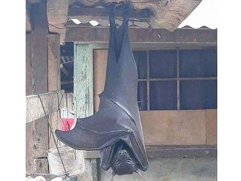 A picture of a 'human-sized bat' from the Philippines was shared online
