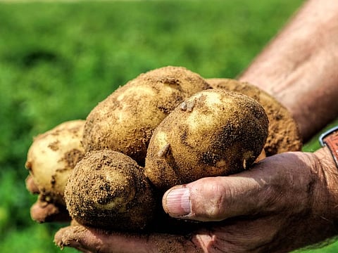 Demand has risen for local homegrown produce in the UAE during the coronavirus pandemic.