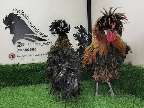Hens featured at the Bahrain auction.