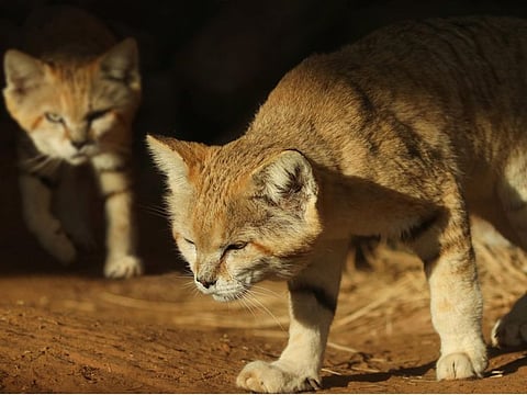 Sand Cat conservation programme launched at Al Ain Zoo