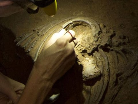 About 60,000 years ago, some ancestors of modern humans expanded out of Africa and swept across Europe, Asia and Australia. These people encountered Neanderthals and interbred. Once Neanderthal DNA entered our gene pool, it spread down through the generations, long after Neanderthals became extinct.