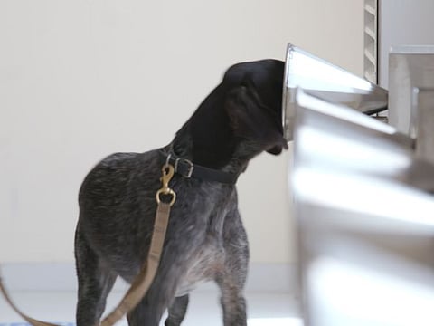 A K9 dog on its assigned task