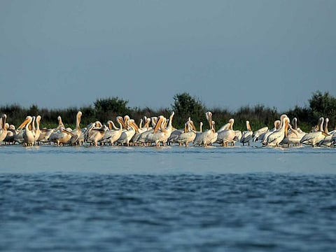 A pelican colony is pictured on Sacalin island in the Danube Delta June 18, 2020. A new study has shown that protecting nature yeilds rich dividends.