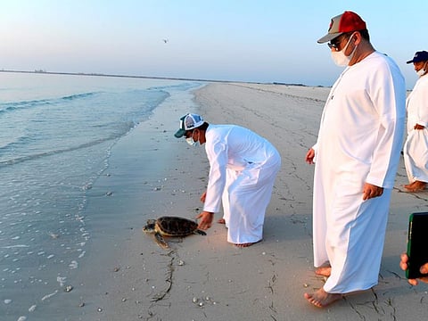 Sea turtles are considered an indicator of the health of the ecosystem