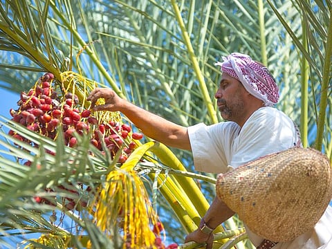 Saudi Arabia produces an estimated 1.5 million tons of dates annually