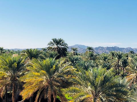 Planting millions of trees throughout the Sultanate is one of the most effective ways to reduce carbon dioxide emissions.