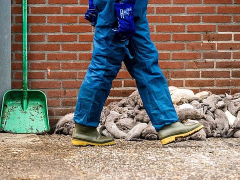 An NVWA (Netherlands Food and Consumer Product Safety Authority) employee walks past culled minks at a farm infected with the novel coronavirus, COVID-19, in Ospel, southeastern Netherlands on July 10, 2020.
