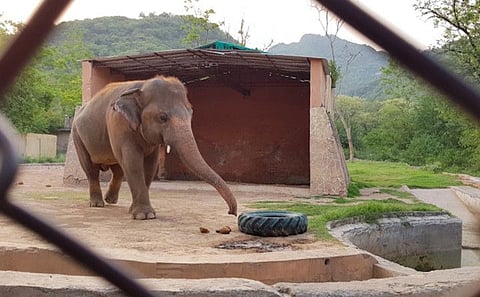 Kaavan the elephant at Islamabad Zoo.