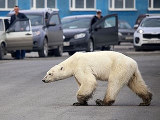 Climate change on track to wipe out polar bears by 2100