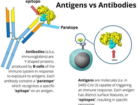 Sotrovimab, a new monoclonal antibody (mAb) therapy, belongs to a new class of weapons against the pandemic — in addition to vaccines. Its mechanism of action: The antibodies bind to a specific "epitope" on SARS-CoV-2 (cause of COVID-19) that is shared with SARS-CoV-1 (the virus that causes SARS), which may make it more difficult for the virus and its variants to develop resistance. The UAE approved sotrovimab on Sunday (May 29, 2021).