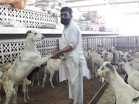 Muslims buy sacrificial animals for Eid Al Adha to donate some of the meat in charity, gift a portion to loved ones, and for preparing feasts at home. File photo of sacrificial animals in Abu Dhabi ahead.