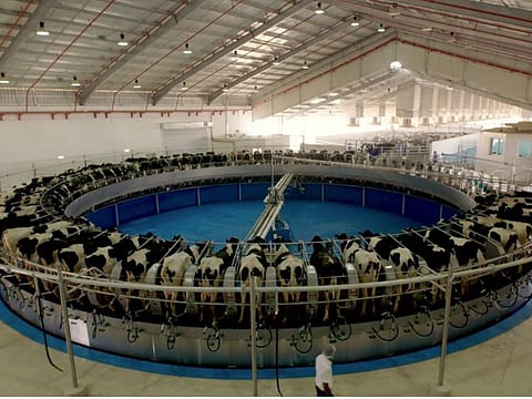 The New National Geographic Abu Dhabi Film ‘Marmum’ offers viewers on journey through a state-of-the-art dairy factory in UAE.