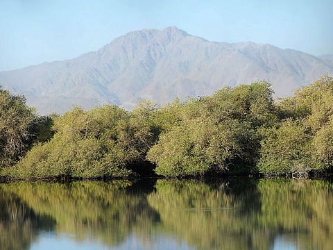 Alqurm Protected Area