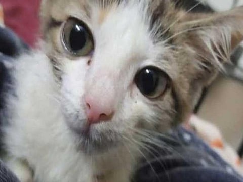The kitten that was allegedly raped by teenagers in Lahore
