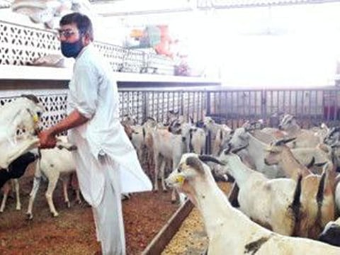 The need to minimise social contact has taken Eid sacrifices online