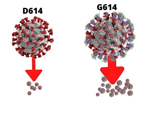 WHAT VIROLOGISTS FOUND: In the mutant virus, the genetic instructions for just one of those amino acids — number 614 — switched from a “D” (short for aspartic acid) variant to a “G” (short for glycine). A US-British research team identified at least 14 mutations in the spike protein, but highlighted that the mutation spike G614 is of "urgent concern”.