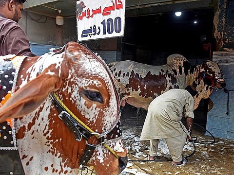 Sheikh Sagheer (R) washes a cow for a customer at his car service station.