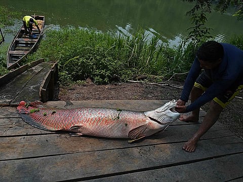 Fishermen drag to a dock a recenly catched arapaima, also known as pirarucu, in the Western Amazon region near Volta do Bucho in the Ituxi Reserve, Brazil. - Almost a third of the fish in the Brazilian state of Amapá have dangerous mercury levels for human consumption