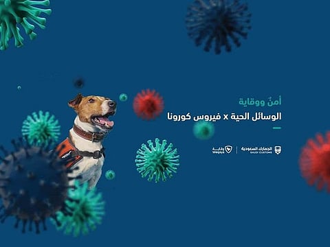 A poster and video posted by the Saudi Customs for dogs trained in finding out people suspected of COVID-19 infection