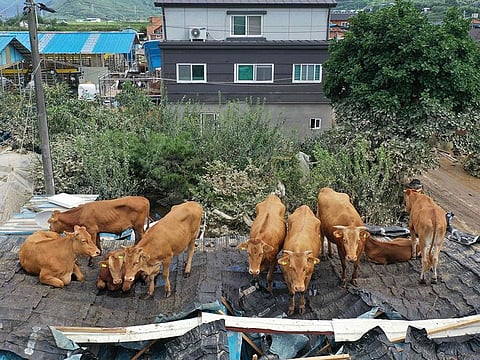 Cows stranded on a rooftop after seeking refuge there during heavy flooding only to be stranded once the floodwaters receded, at a farm in Gurye, Jeolla province