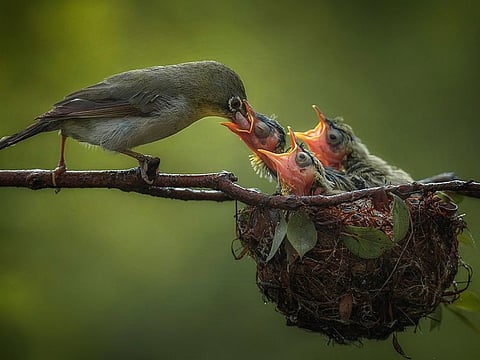 Photographer Haitham Ghalib Al Shanfari has been regaling his followers on social media with his brilliant candid bird shots.