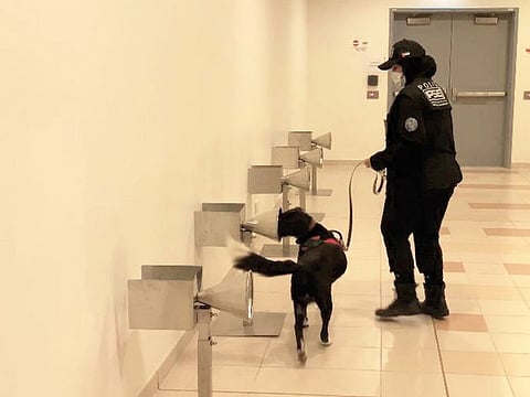 K9 dog sniffs at a COVID sample at Dubai international