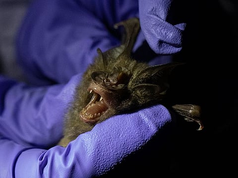 Researchers at France's Pasteur Institute and the University of Laos looked for viruses similar to the one that causes COVID among hundreds of horseshoe bats. File picture used for illustrative purposes only.