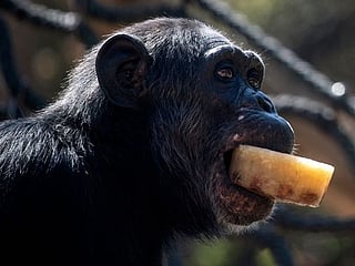 A zoo in Rome feeds animals frozen fruit and proteins to fight heatwave