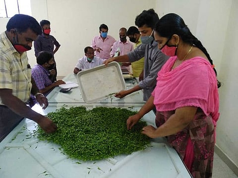 Kanthari chilli collection in progress at a cooperative bank in Kerala.