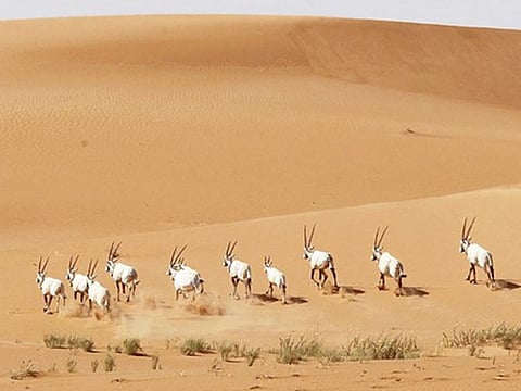The Uruq bani Mu’arid Protected Area.
