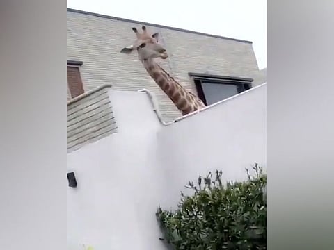 A giraffe was seen peeking its head up over a wall of a house in a Karachi neighbourhood.