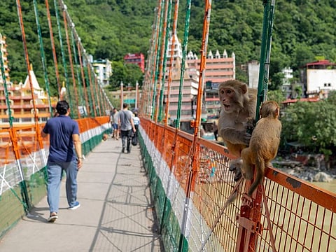 People walking while monkeys sit on a railing of the Lakshman Jhula footbridge over the Ganges river in Rishikesh.