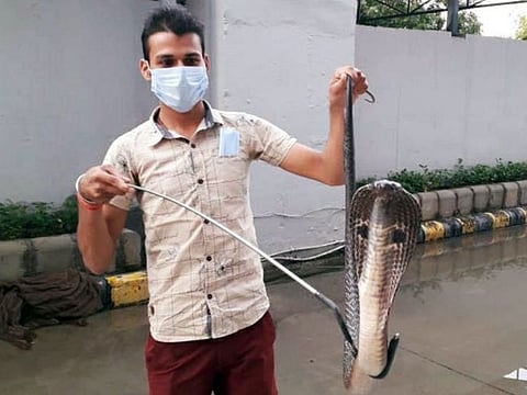 A four-feet-long Cobra was spotted by Delhi Metro Rail Corporation (DMRC) workers near a gate of Saket Metro Depot, in New Delhi on Saturday.