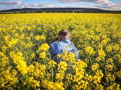 A farmer checks canola plants for damage caused by rodents at a farm near Gunnedah, New South Wales, Australia on Monday, Aug. 24, 2020. Another paltry rapeseed harvest in Europe is tightening global supplies even as crops swell abroad.