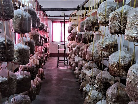 Mushrooms being grown in a school classroom in Bihar.