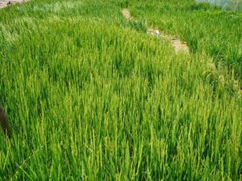 The UAE's first rice field in Al Dhaid, Sharjah.