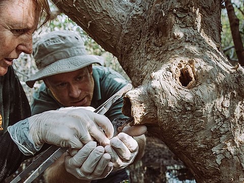 The annual census of the species takes place in June or July each year during the kingfishers’ breeding season, which starts from April until August.