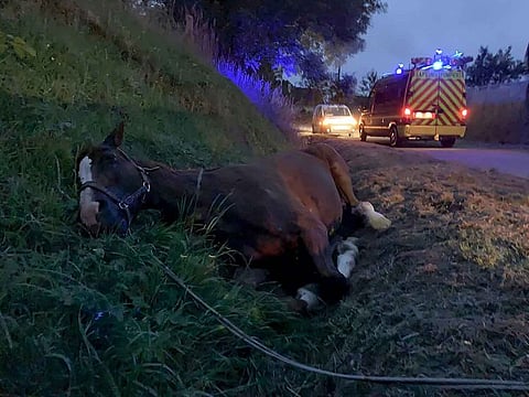 Veronique de la Brelie shows her horse Cimona laying injured in a ditch after it has been attacked, in Criquetot-sur-Logueville, northwestern France.