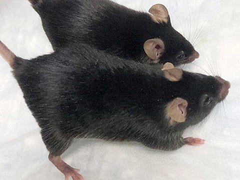 This August 2020 photo provided by Dr. Se-Jin Lee shows a normal mouse and a “twice-muscled” mouse developed at the The Jackson Laboratory of the University of Connecticut School of Medicine in Farmington, Conn. Findings published on Monday, Sept. 7, 2020, show that muscle-bound mice, similar to the one pictured, held on to their bodybuilder-type physiques during a one month space mission.