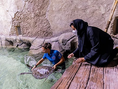 An endangered sea turtle was recently rescued and transported to the National Aquarium’s rehabilitation facility for assessment.