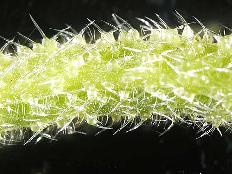 A detailed view of the Gympie-Gympie stinging tree.