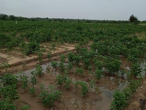 Chilli crops cultivated in Nagarparkar town due to the new dam.