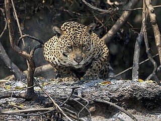 Race to rescue animals as Brazilian wetlands burn