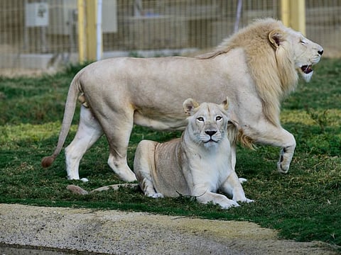 The attraction opened its doors on December 12, 2017