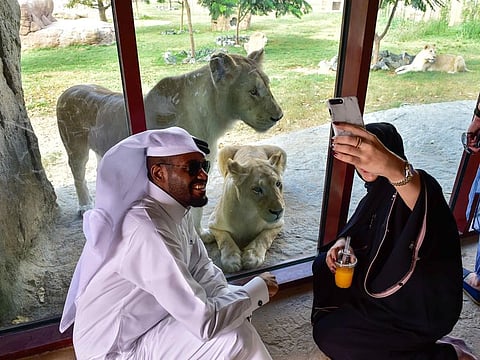 Dubai Safari will add more attraction when it opens for its new season in September.