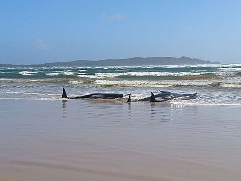 Stranded pilot whales are seen on a sandbar in Macquarie Heads, Tasmania, Australia September 21, 2020, in this picture obtained from social media.
