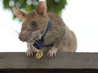 Landmine detection rat wins top UK animal bravery award
