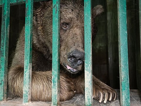 Uncertainty looms over the fate of two Himalayan bears at Marghazar Zoo.