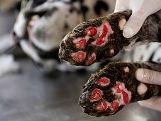 Jaguar burned by wildfires in Brazil is helped back to health